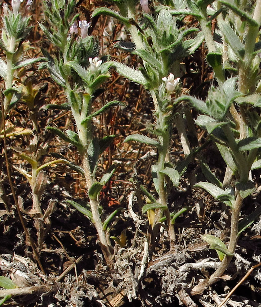 Image of Moltkiopsis ciliata specimen.