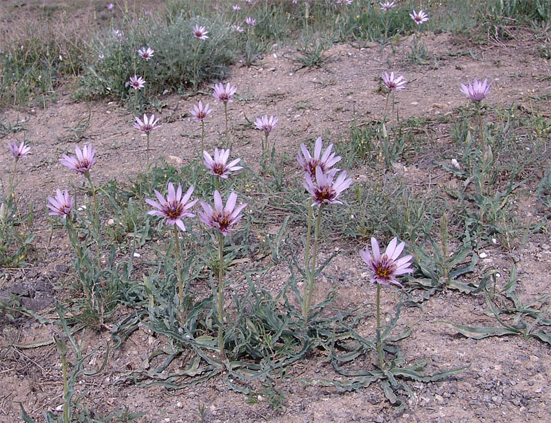 Image of Tragopogon collinus specimen.