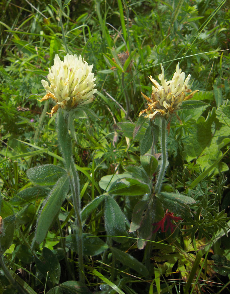 Изображение особи Trifolium trichocephalum.