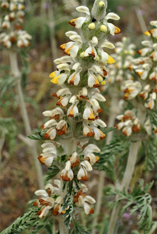 Image of Phlomoides laciniata specimen.