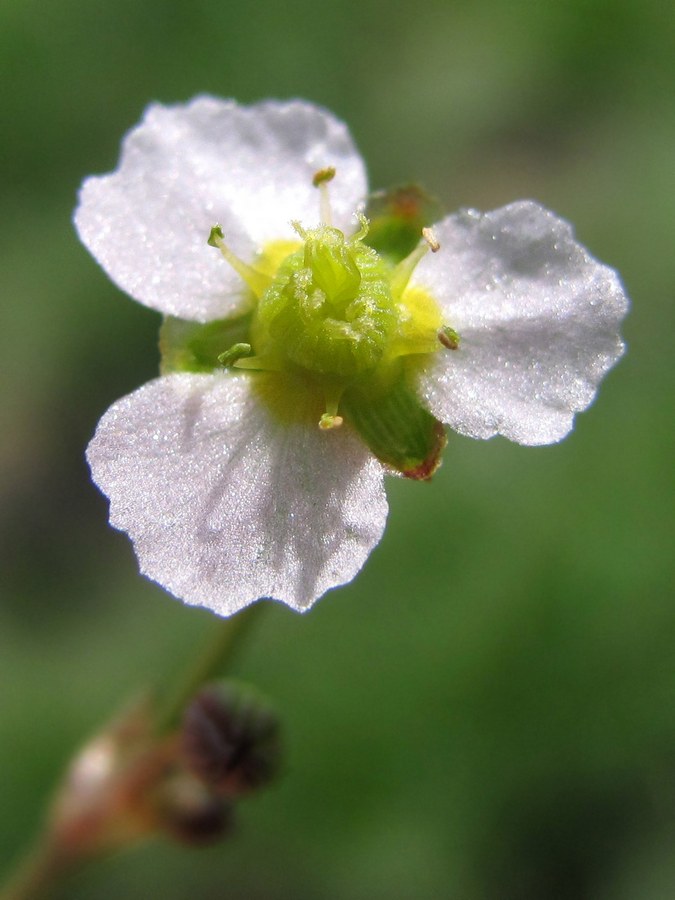 Image of Alisma lanceolatum specimen.