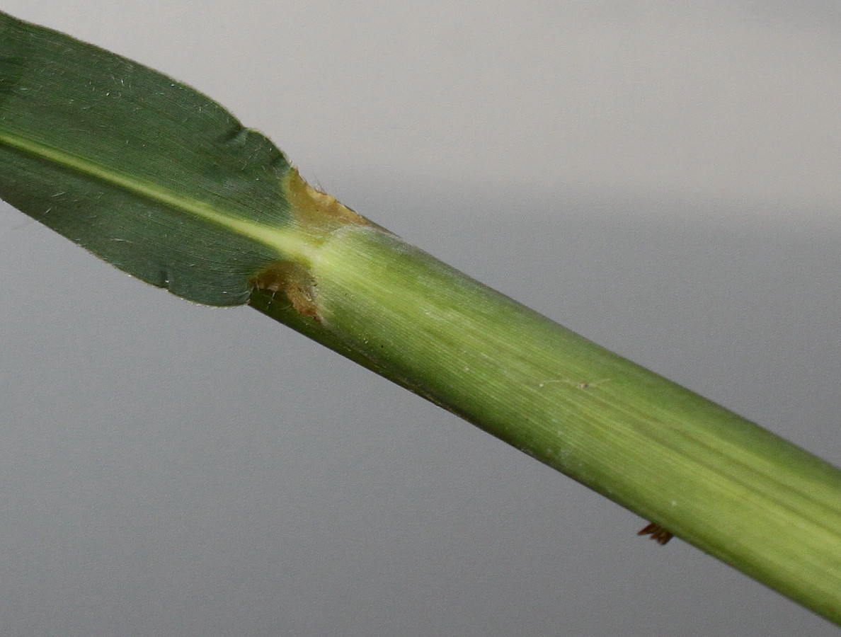 Image of Miscanthus sinensis specimen.