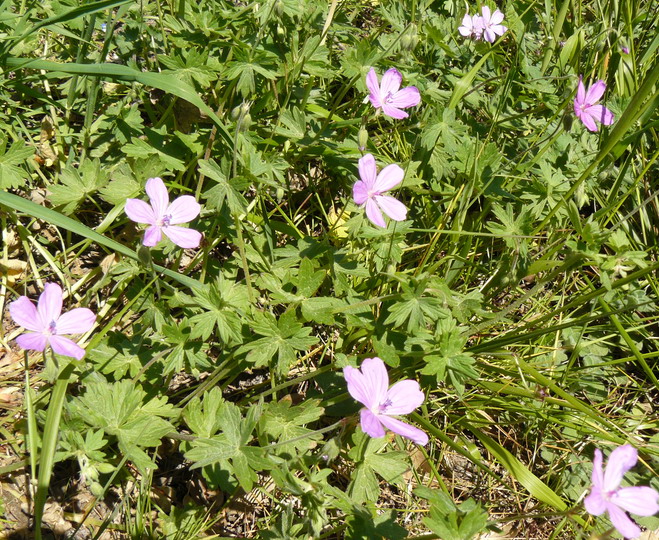 Image of Geranium asphodeloides specimen.