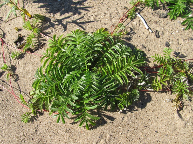 Image of Potentilla anserina specimen.