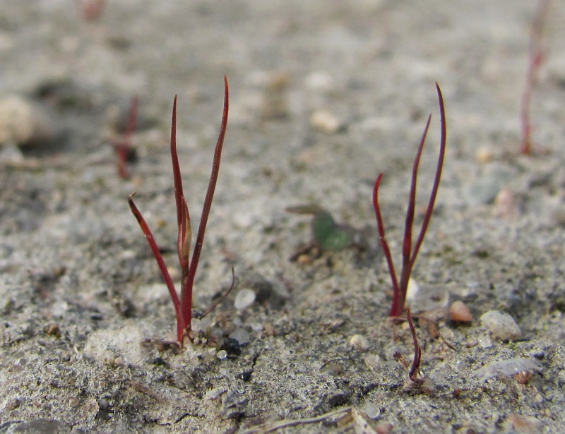 Image of Juncus minutulus specimen.