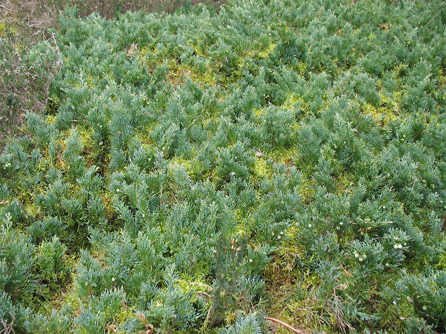 Image of Juniperus horizontalis specimen.