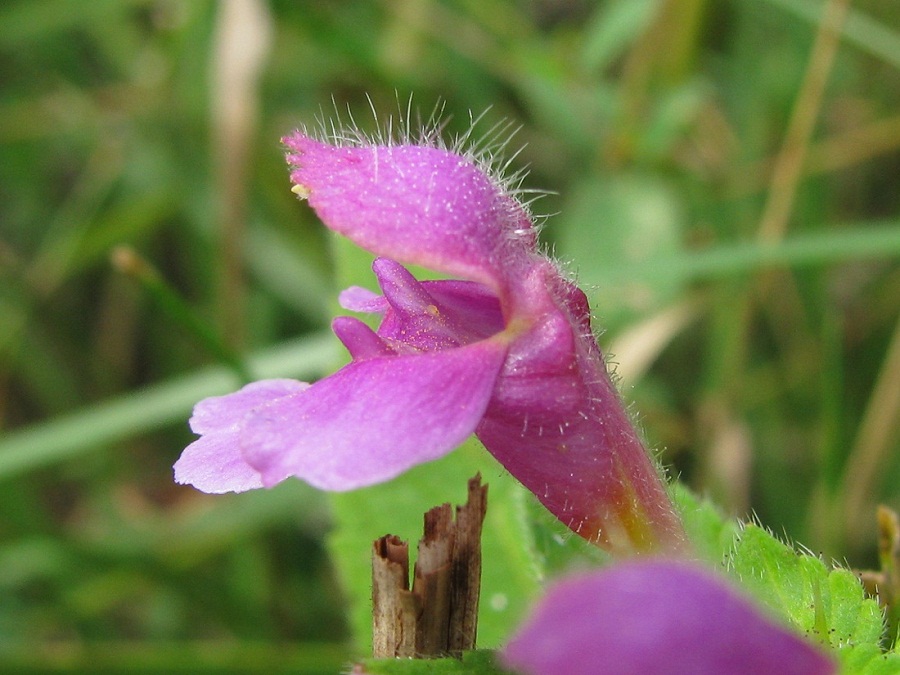 Изображение особи Galeopsis pubescens.