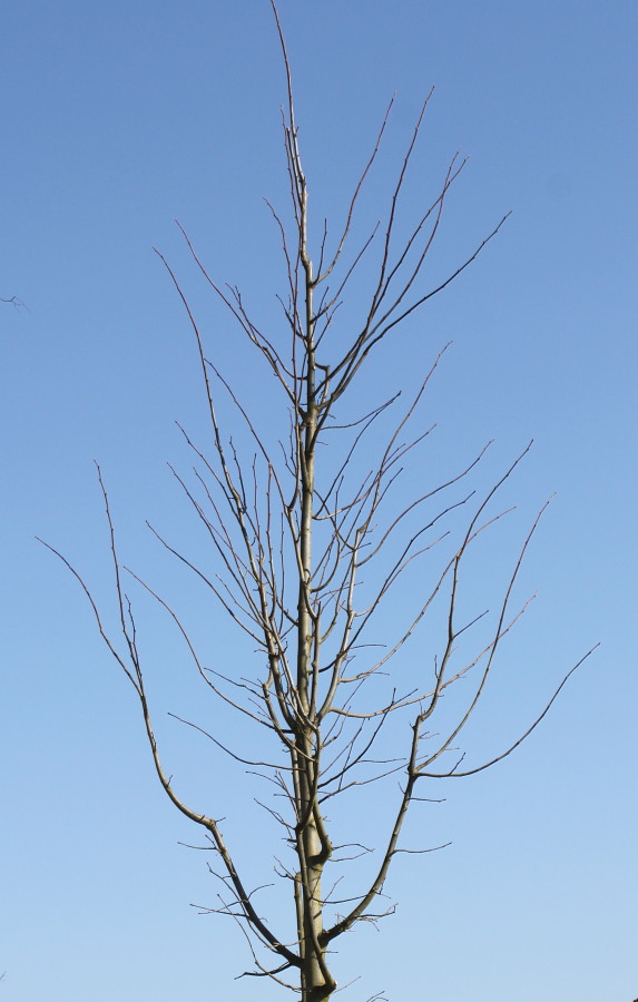 Image of Tilia tomentosa specimen.