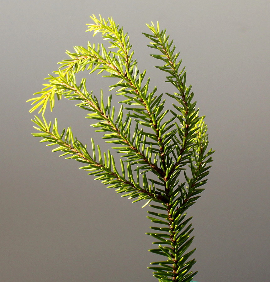 Изображение особи Picea orientalis.