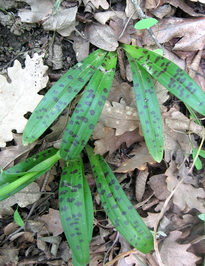 Изображение особи Orchis provincialis.