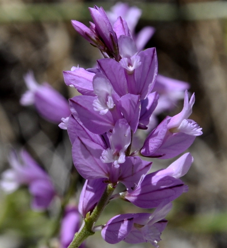 Изображение особи род Polygala.