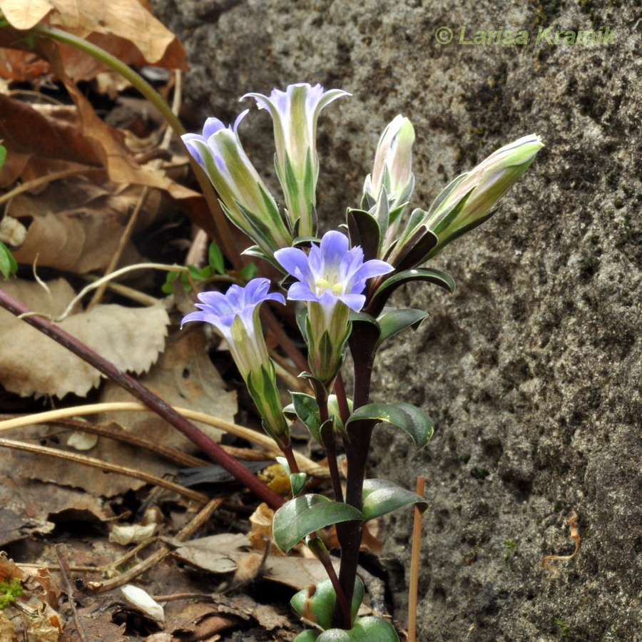 Image of Gentiana zollingeri specimen.