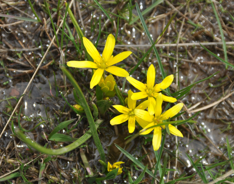 Image of genus Gagea specimen.