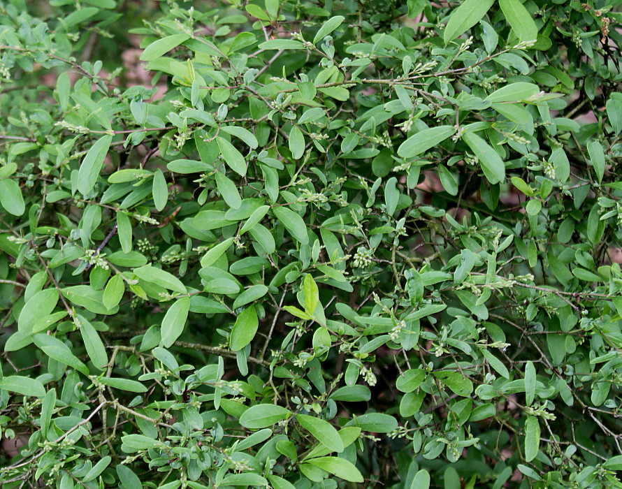 Image of Ligustrum obtusifolium var. regelianum specimen.