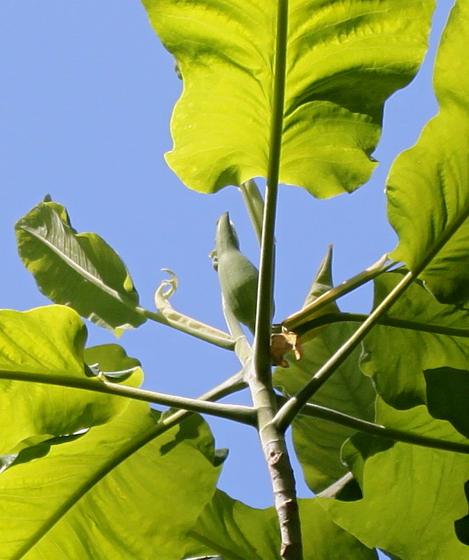 Image of Magnolia macrophylla specimen.