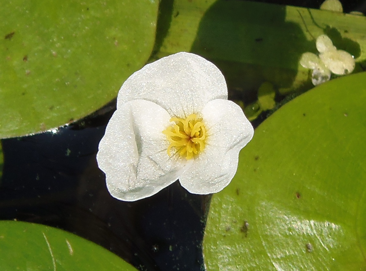 Image of Hydrocharis morsus-ranae specimen.