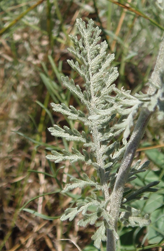 Image of Tanacetum millefolium specimen.