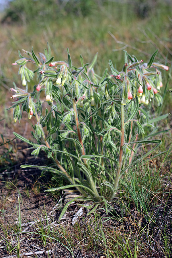 Image of Onosma dichroantha specimen.