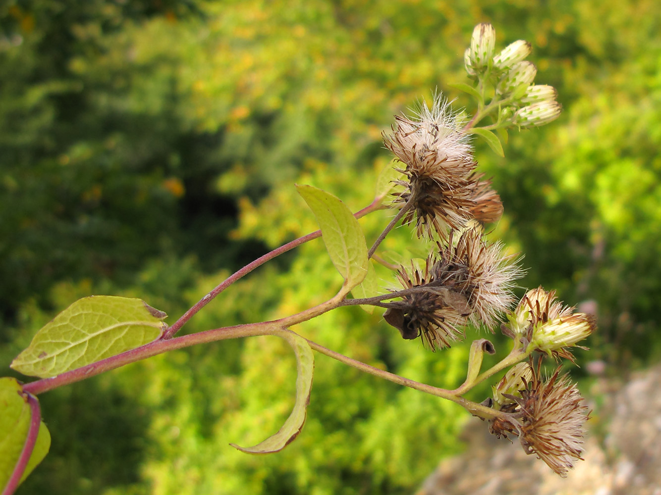 Image of Inula conyza specimen.