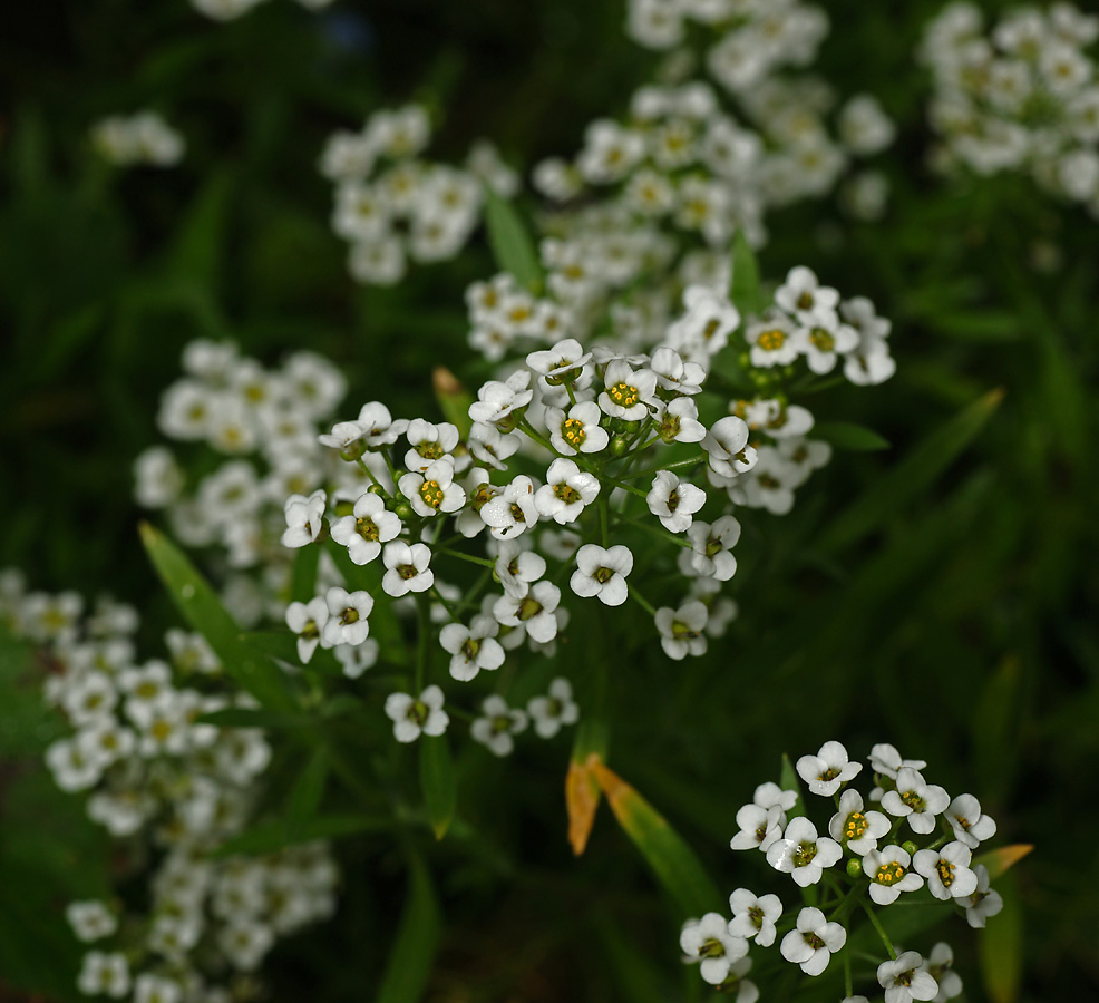 Изображение особи Lobularia maritima.