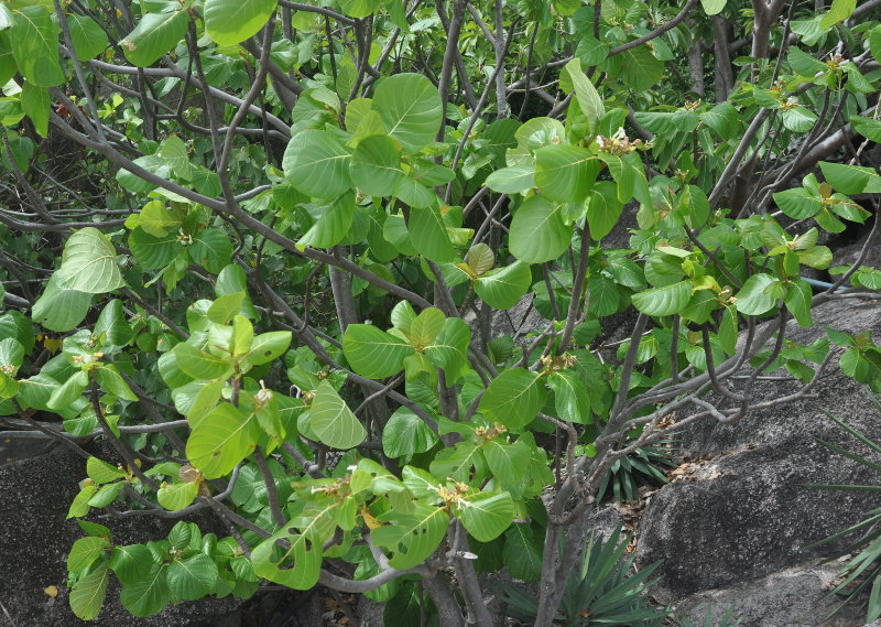 Изображение особи Guettarda speciosa.