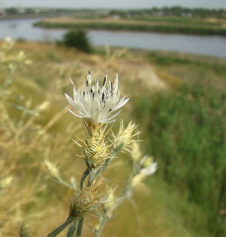 Image of Centaurea diffusa specimen.