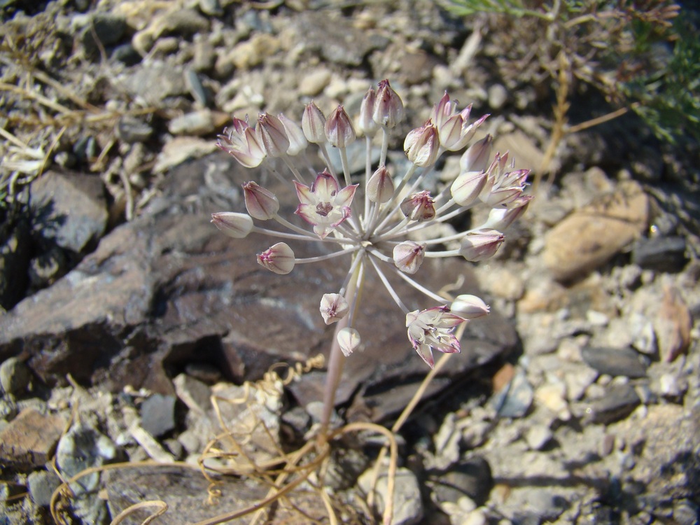 Image of Allium michaelis specimen.