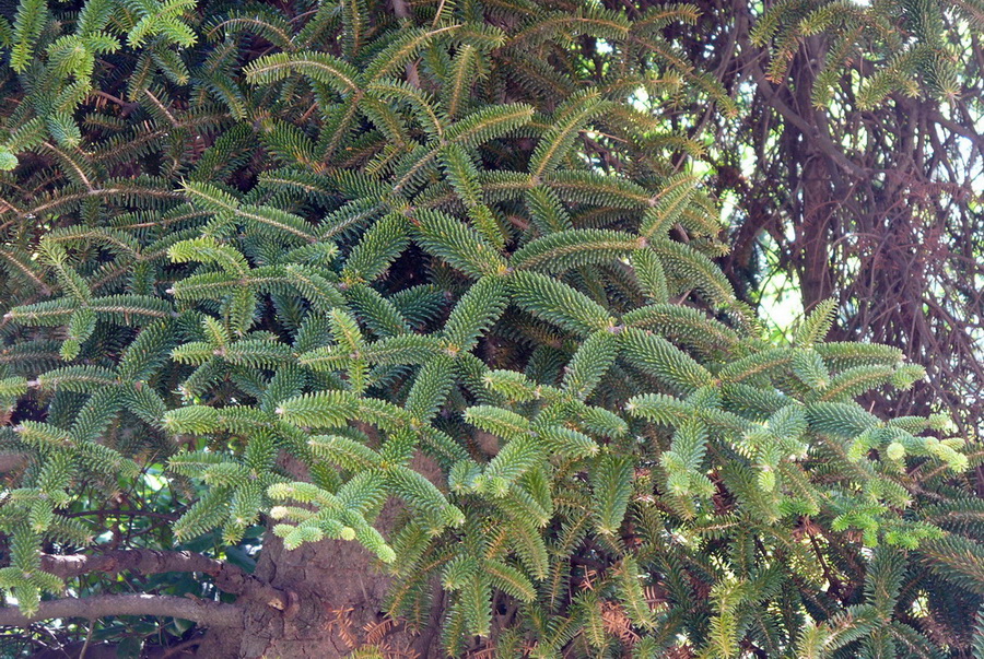 Image of Abies pinsapo specimen.