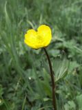 Ranunculus songaricus