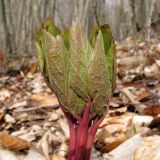 Paeonia caucasica. Верхушка побега. Краснодарский край, Новороссийский р-н, гора Рябкова, дубово-грабовый лес. 09.03.2014.