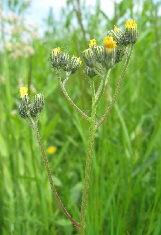 Изображение особи Pilosella lydiae.