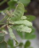 Trigonella arabica. Соплодие. Израиль, впадина Мёртвого моря, окр. Эйн-Геди, пойма долины Аругот. 18.03.2014.