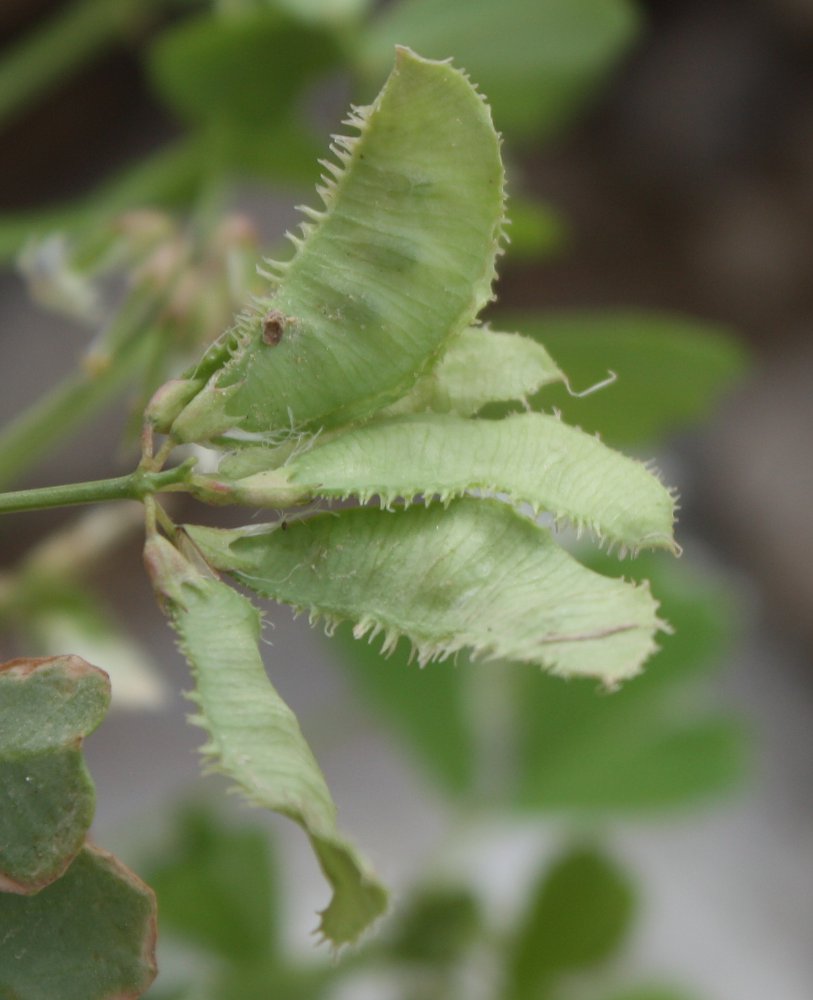 Image of Trigonella arabica specimen.