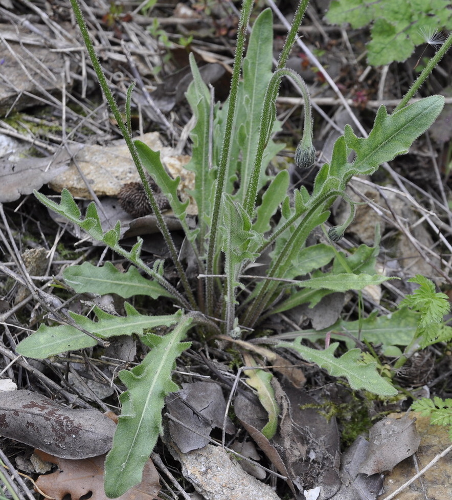 Image of Leontodon biscutellifolius specimen.