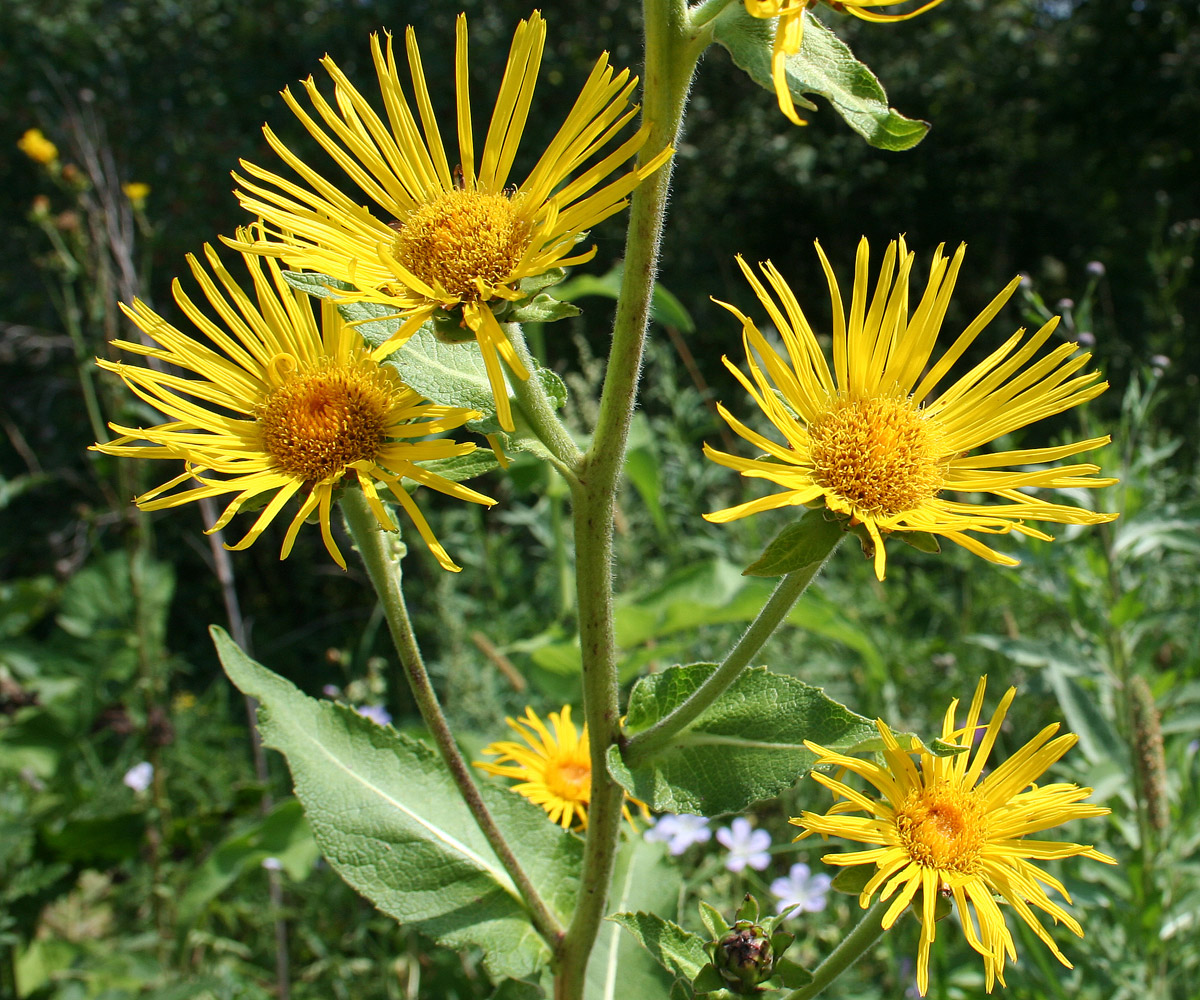 Image of Inula helenium specimen.