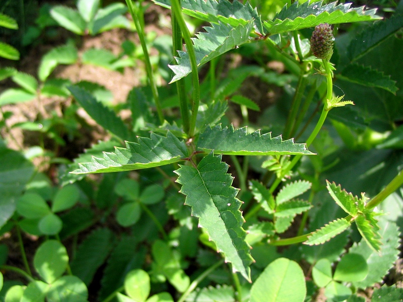 Image of Sanguisorba officinalis specimen.