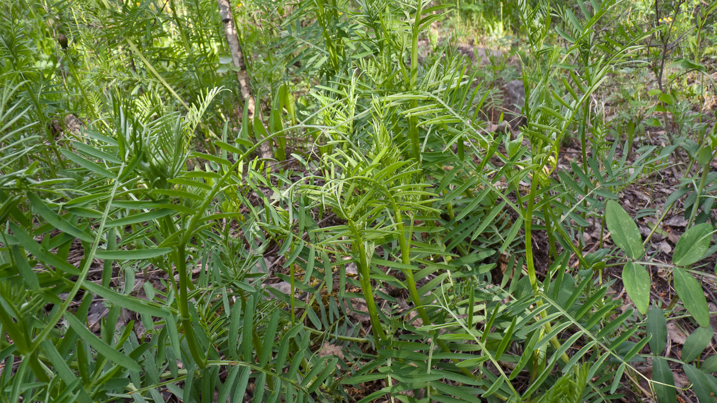 Image of Vicia tenuifolia specimen.