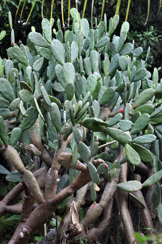 Изображение особи Opuntia cochenillifera.