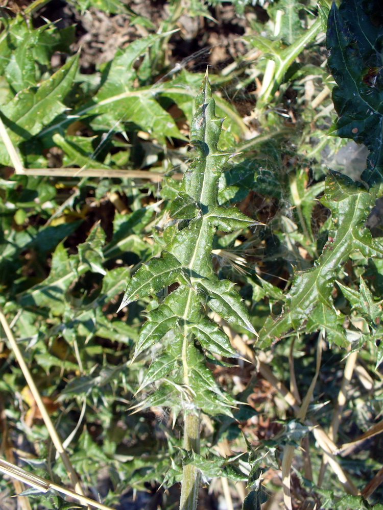 Изображение особи Echinops ritro.