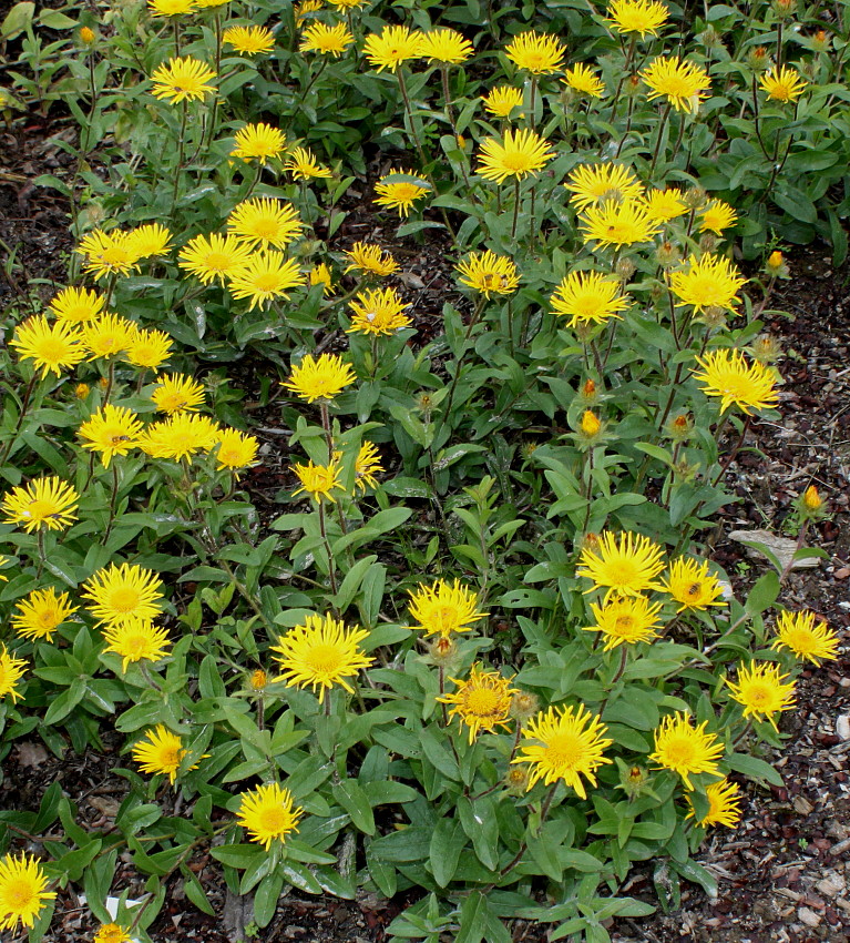 Изображение особи Inula hirta.