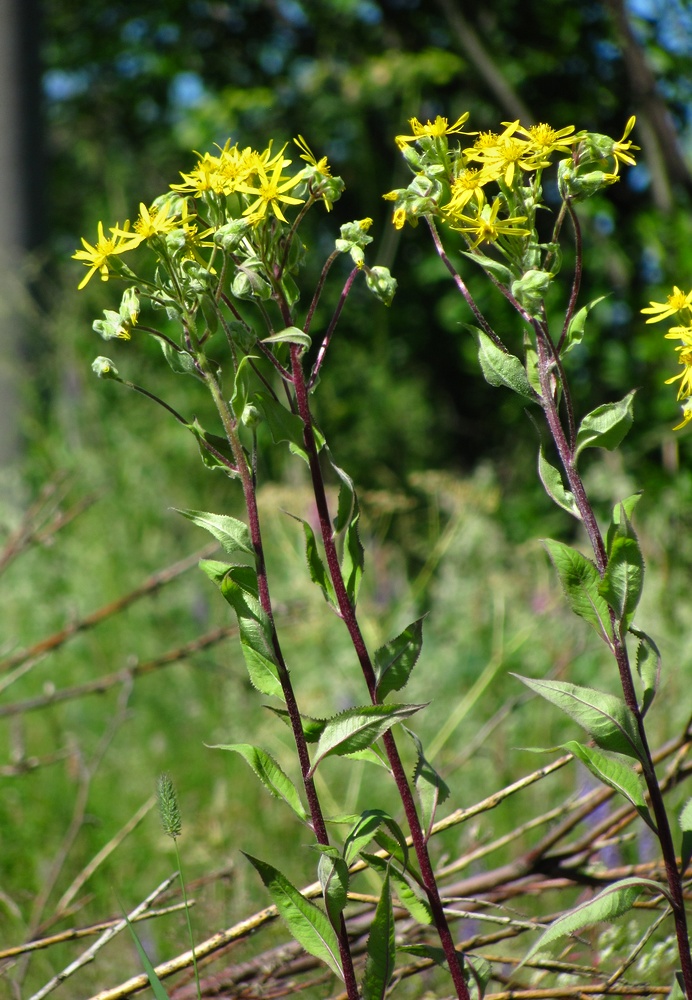 Image of Senecio nemorensis specimen.