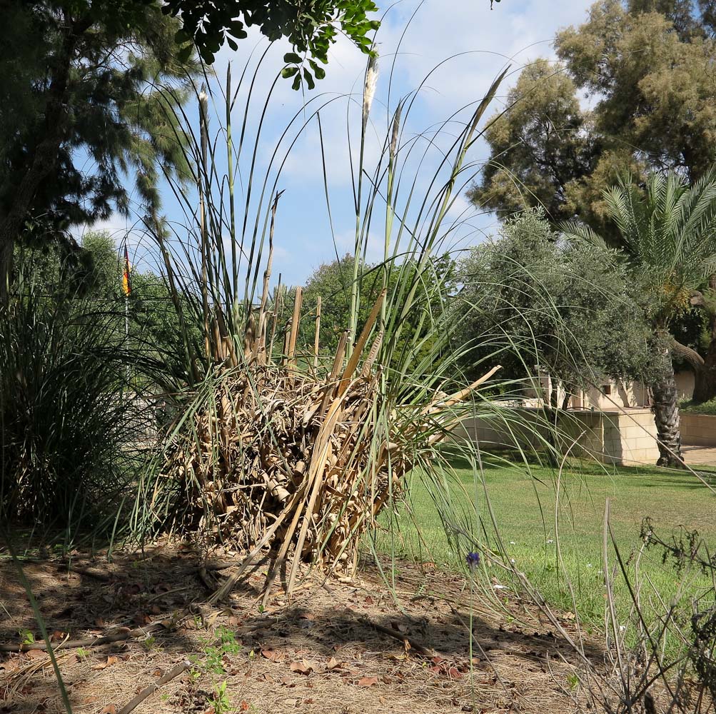 Изображение особи Cortaderia selloana.