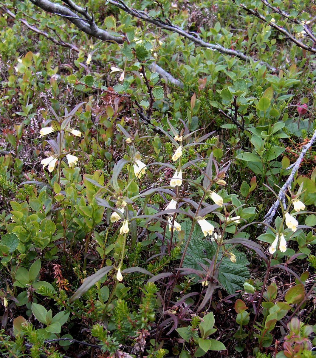 Image of Melampyrum pratense specimen.