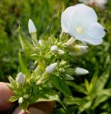 Phlox paniculata. Соцветие с цветком, бутонами и сидящим жуком. Германия, г. Дюссельдорф, Ботанический сад университета. 03.07.2014.