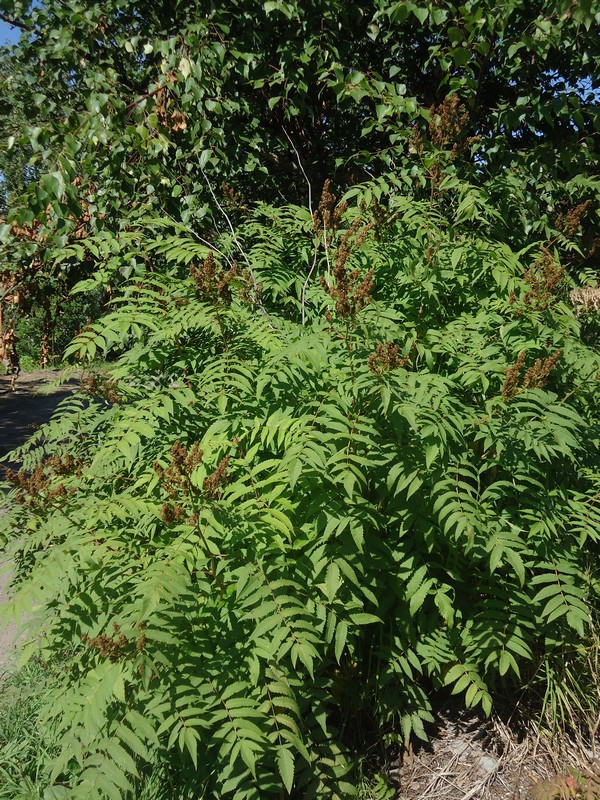 Image of Sorbaria sorbifolia specimen.