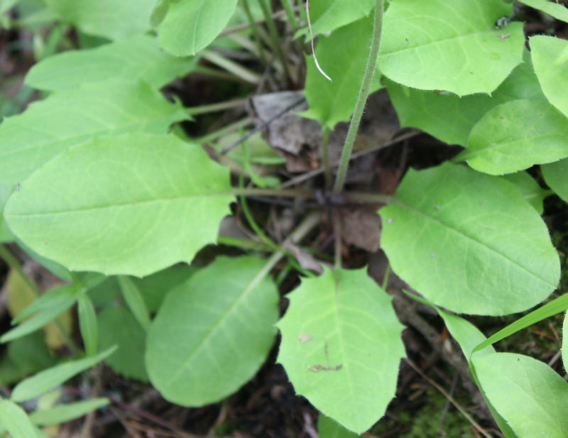 Image of Hieracium hjeltii specimen.