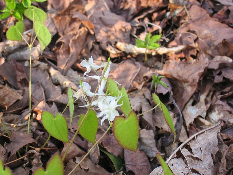 Image of Epimedium koreanum specimen.