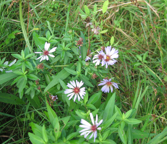 Изображение особи Symphyotrichum novi-belgii.