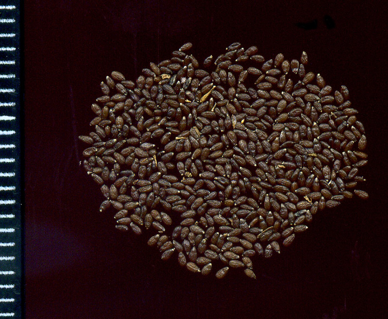 Image of Artemisia campestris specimen.