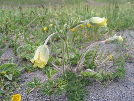 Image of Pulsatilla albana specimen.